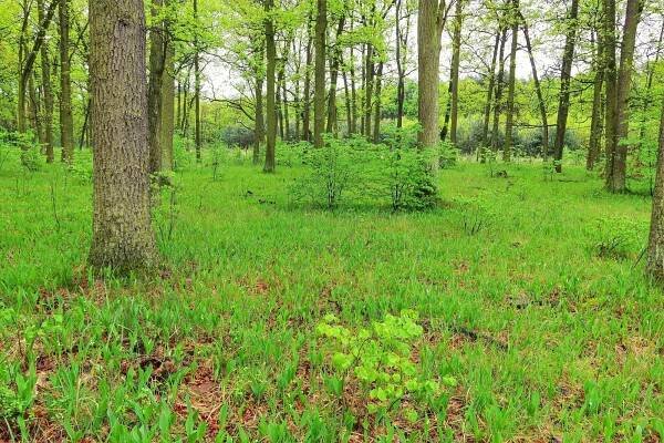 Fotografie - Typické lesy Hodonínské doubravy - 13.05.2016