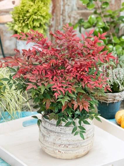 Nandina domestica ´Obsessed´ , Nandina domácí, nebeský bambus, 80-100 cm, C15
