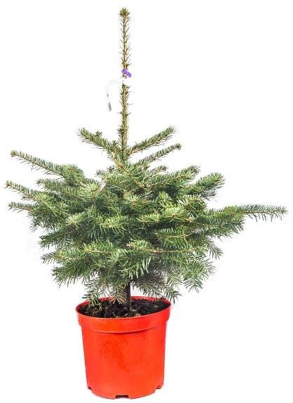 Jedle kavkazská, Abies nordmanniana, kontejnerovaná skladem