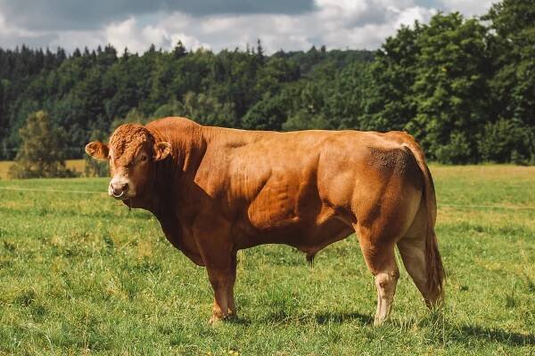 Farma Sedloňov – hovězí z hor