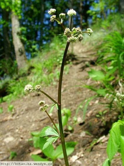 Herbář Wendys - Sanicula europaea - žindava evropská