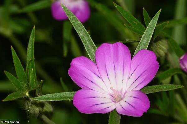 fotografie Agrostemma githago (koukol polní)