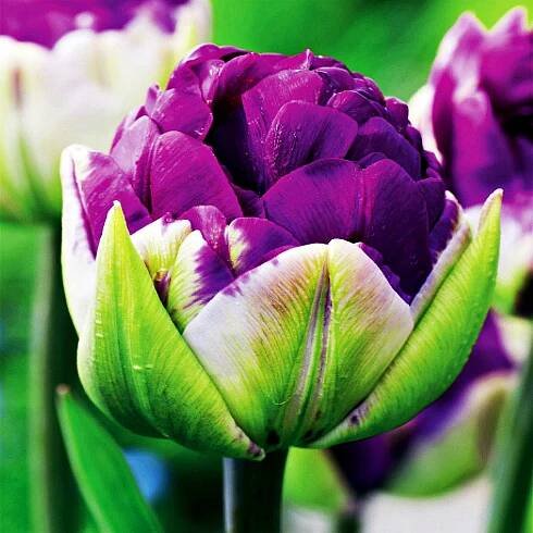 Tulipán Ledový Negrita Double 5 ks Tulipány Cibulky Tulipánů Cibule