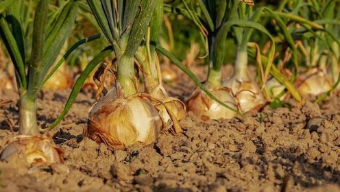 Správný postup při pěstování cibule zajistí úrodu, kterou nebudete stíhat sklízet - Receptya Krasa
