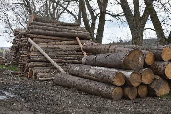 Proč je stavební dřevo drahé? Evropanům ho vyluxovali Američané