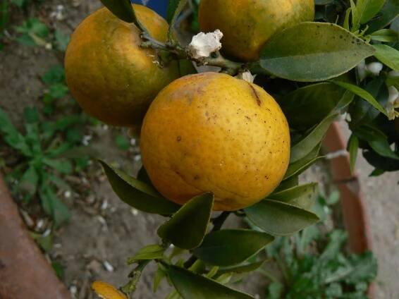 Obrázek - Citrus × myrtifolia | BioLib.cz