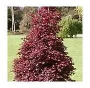 Acer platanoides Crimson Sentry kmínek 180 cm