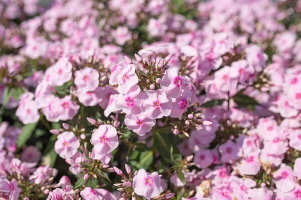 Flox Sweet Summer Sensation