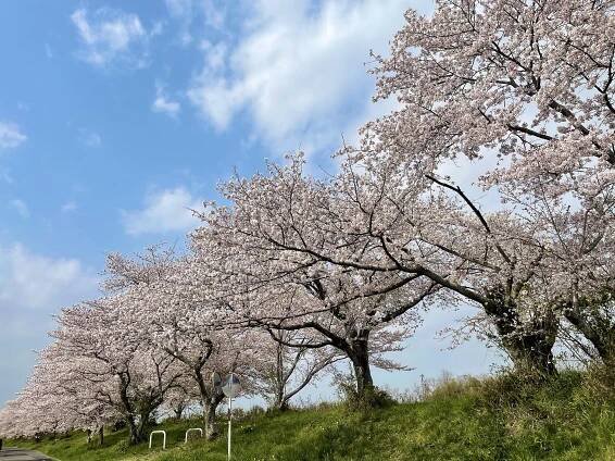 Soubor:Cherry Trees in Kanasaki.jpg