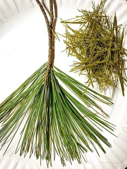 white pine needles