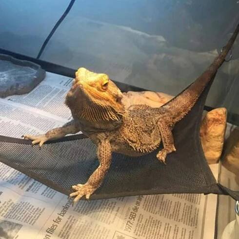 HAMAK PRO PLAZY PRO CHAMELEONA GEKONA JEŠTĚRKY SÍŤKA S PŘÍSAVKAMI 40x30 Značka Repti-Zoo