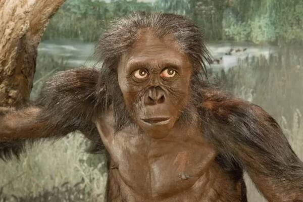 Australopithecines