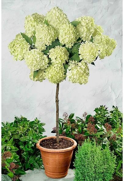Rispenhortensie 'Limelight'