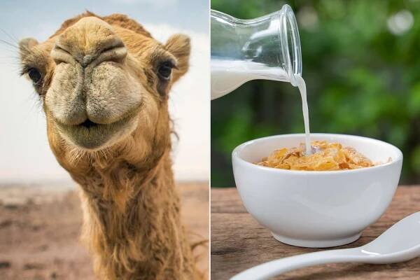 Is Camel Milk the Next Big Dairy Alternative? Experts Say It Has 'Potential to Be Hypoallergenic' and Decrease Heart Risk