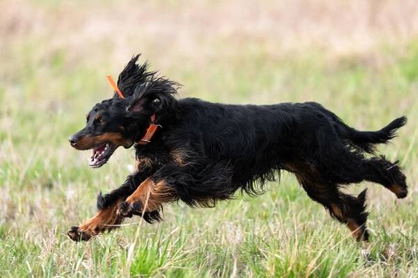 sweven gordon setters
