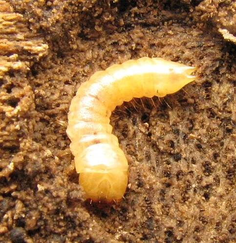 Tenebrionoidea