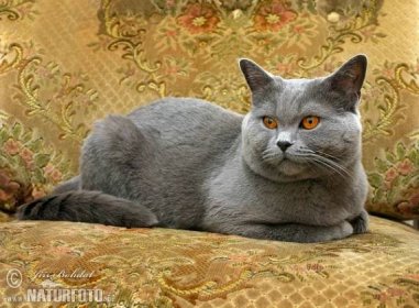 Britská modrá kočka (Felis britannica)
