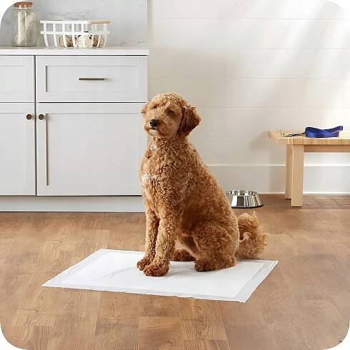 HYGIENICKÉ PODLOŽKY PRO PSA UČENÍ   60x60 50 Ks 8gr SAP Složení sady 50 SZTUK
