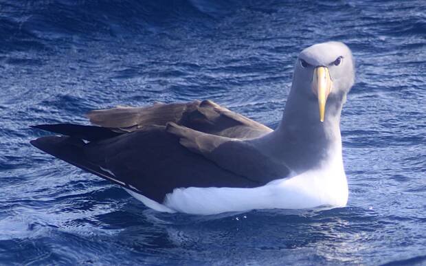 Thalassarche – Wikipedie