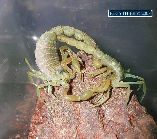 The Scorpion Files - Picture gallery (Scorpion pictures)