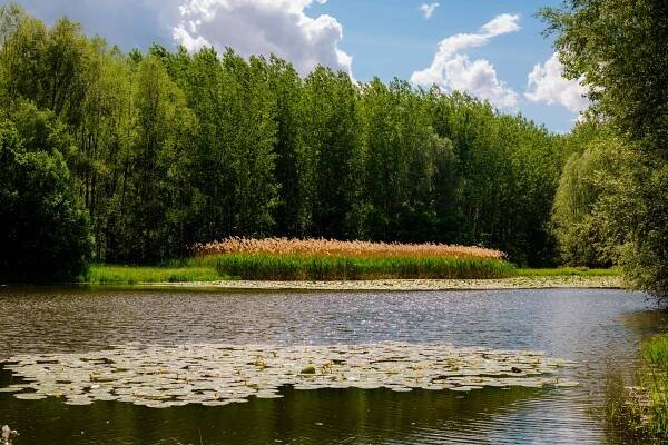 Bezplatný obrázek: vodní rostlina, ekosystém, vodní, lotus, atmosféra, idylické, reflexe, voda, strom, jezero