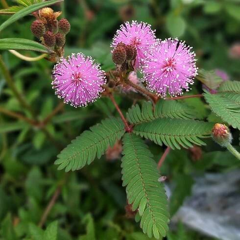 Citlivka stydlivá – Mimóza – Mimosa pudica – osivo citlivky