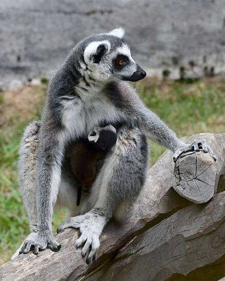 Olomoucká zoo se může pochlubit dalším mládětem lemura. Víc než deset let zde funguje chovná stanice