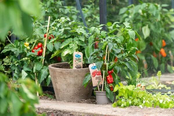 Potatom 13CM - Tomato and potato plant - Vreugdenhil Young Plants