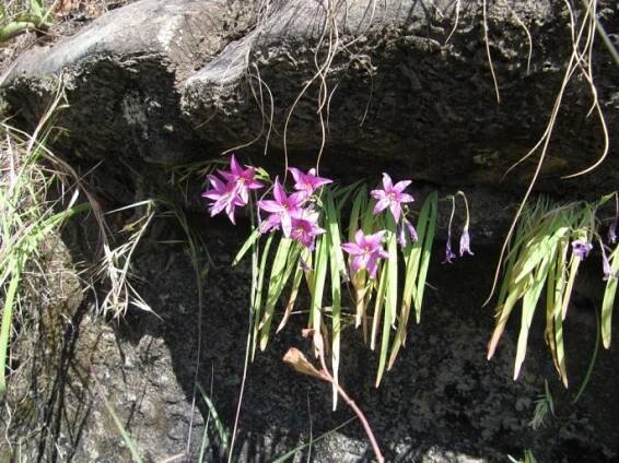 Hesperantha scopulosa