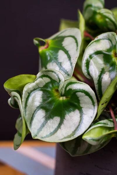 Peperomia argyreia ‘Costa Rica’ - Image 2