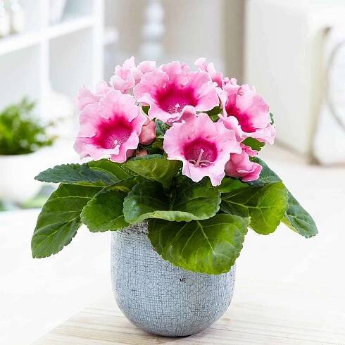 Sinningia speciosa Rosa - Bakker