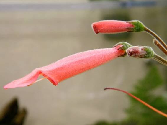 Soubor:Sinningia iarae - US Botanic Garden - Stierch.jpg