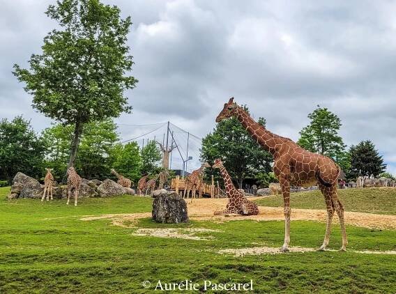 23 #ZOO #BEAUVAL #AURELIEPASCAREL