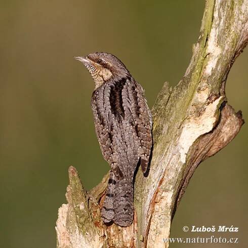 Krutihlav obecný | Naturfoto.cz
