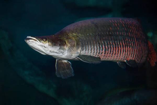 arapaima sudis gigas, pirarucu. divoká zvěř - arapaima velká - stock snímky, obrázky a fotky