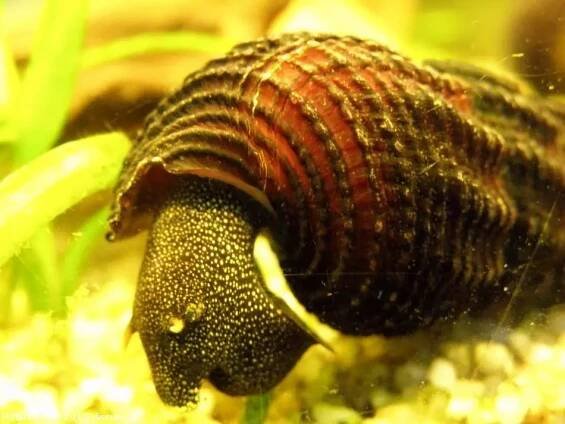 Plž Tylomelania patriarchalis | © discus