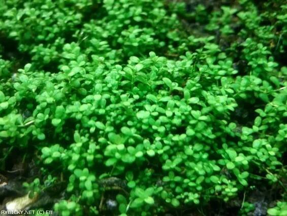 Hemianthus callitrichoides 'Cuba' - malokvětka hvězdošovitá 'Cuba'