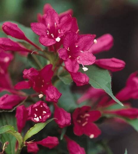 Weigela Red Prince: fotografie, popis, recenze, mrazuvzdornost