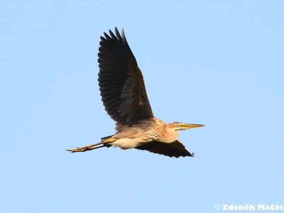 Ardea purpurea - volavka červená | Ardeidae – volavkovití | Natura Bohemica