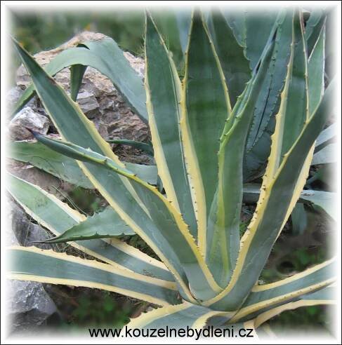 agave americana marginata - Kouzelné Bydlení