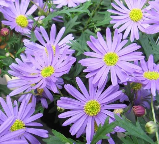 Brachyscome