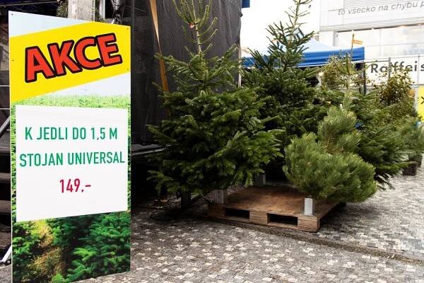 Prodej vánočních stromků 2024: Opět vítězí jedle. Je ale oproti loňsku dražší - Podnikatel.cz