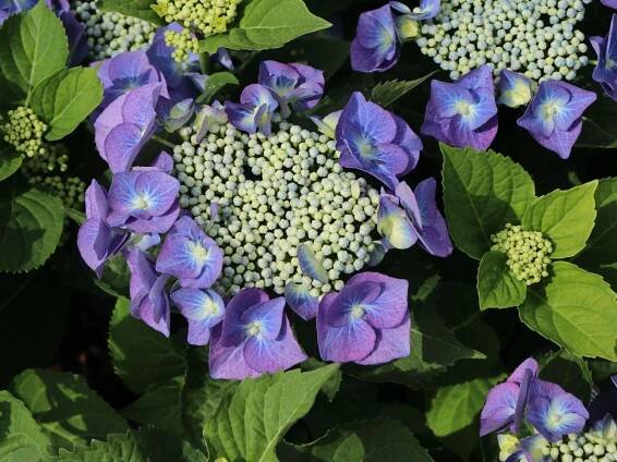 Tellerhortensie 'Blaumeise' - Hydrangea macrophylla 'Blaumeise'