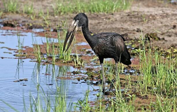 bezplatná Čáp africký brodící se řekou Chobe v botswanském národním parku Chobe. Základová fotografie