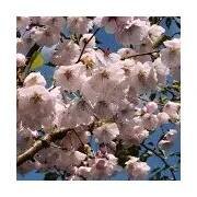 Prunus Accolade keř 80/100 cm