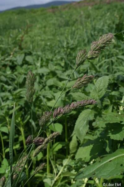 Dactylis glomerata | Květena Šumavy