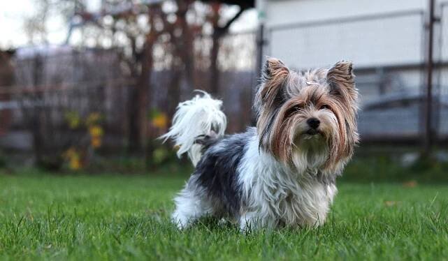 biewer terrier standing in a backyard