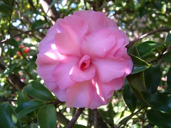 Camellia Listing – Camellia Glen Nursery