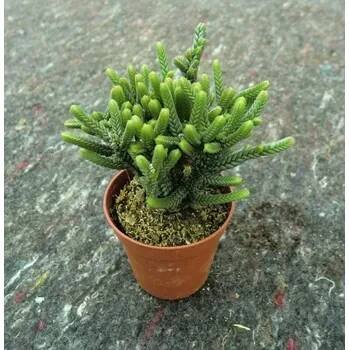 Crassula lycopodioides
