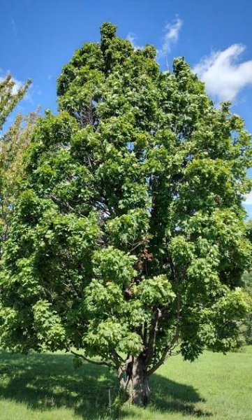 Acer platanoides 'Columnare'